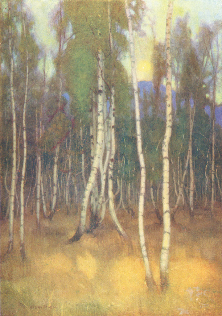 SLOVAKIA. Birches at Lucsivna-Furdo 1909 old antique vintage print picture